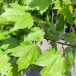 Javor freemanov (Acer Freemanii) JEFFERSRED ´AUTUMN BLAZE´® - výška 80-100 cm, kont. C5L